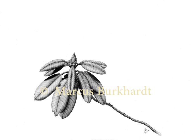 rhododendron_marcus_burkhardt